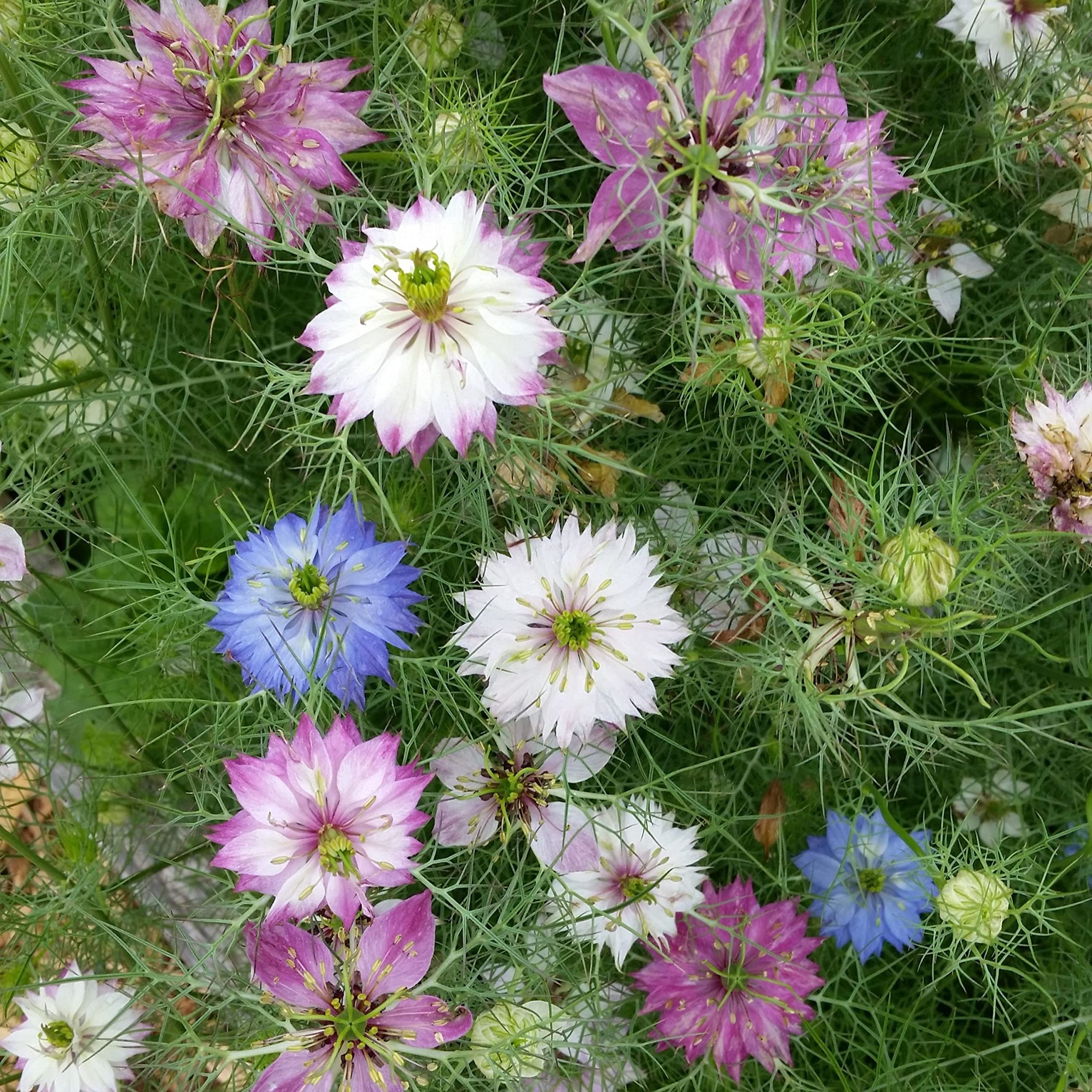 Nigella Damascena Flower Seeds - Perfect For Garden Planting