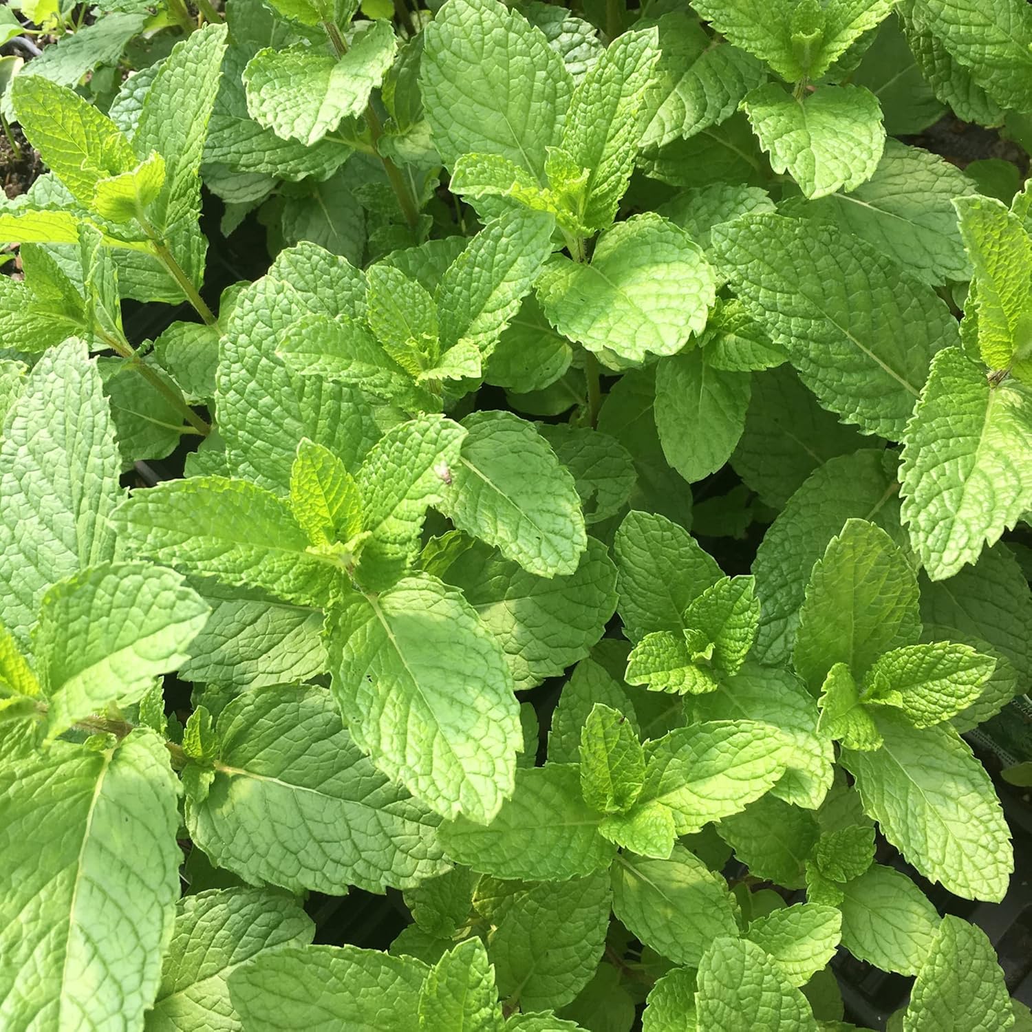 Mojito Mint Seeds Perennial Herb Fragrant Culinary Applications Garden Containers Outdoor Best