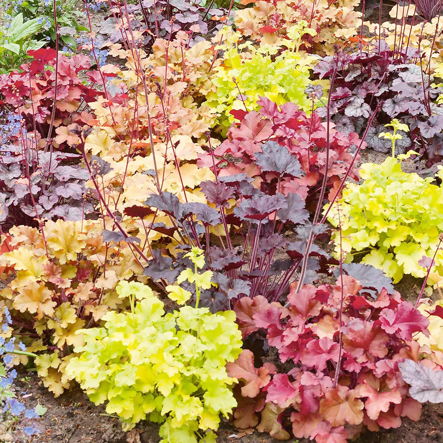 Coral Bells Seeds Heuchera Rock Geranium Perennial Low Maintenance Attracts Butterflies Deer