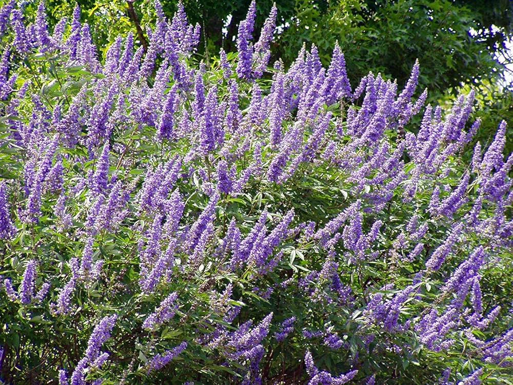 Monk's Pepper Vitex Agnus-Castus herb seeds for wellness