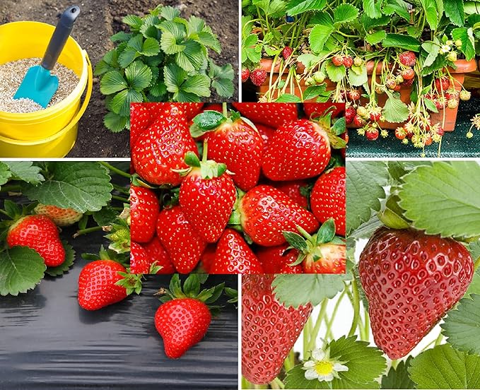 Climbing Strawberry Fragaria x ananassa for planting in vegetable patch