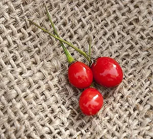 Heirloom Chile Chiltepin Pepper seeds for unique hot peppers