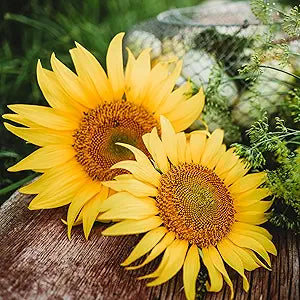 Mars Sunflower Helianthus annuus for planting in flower bed