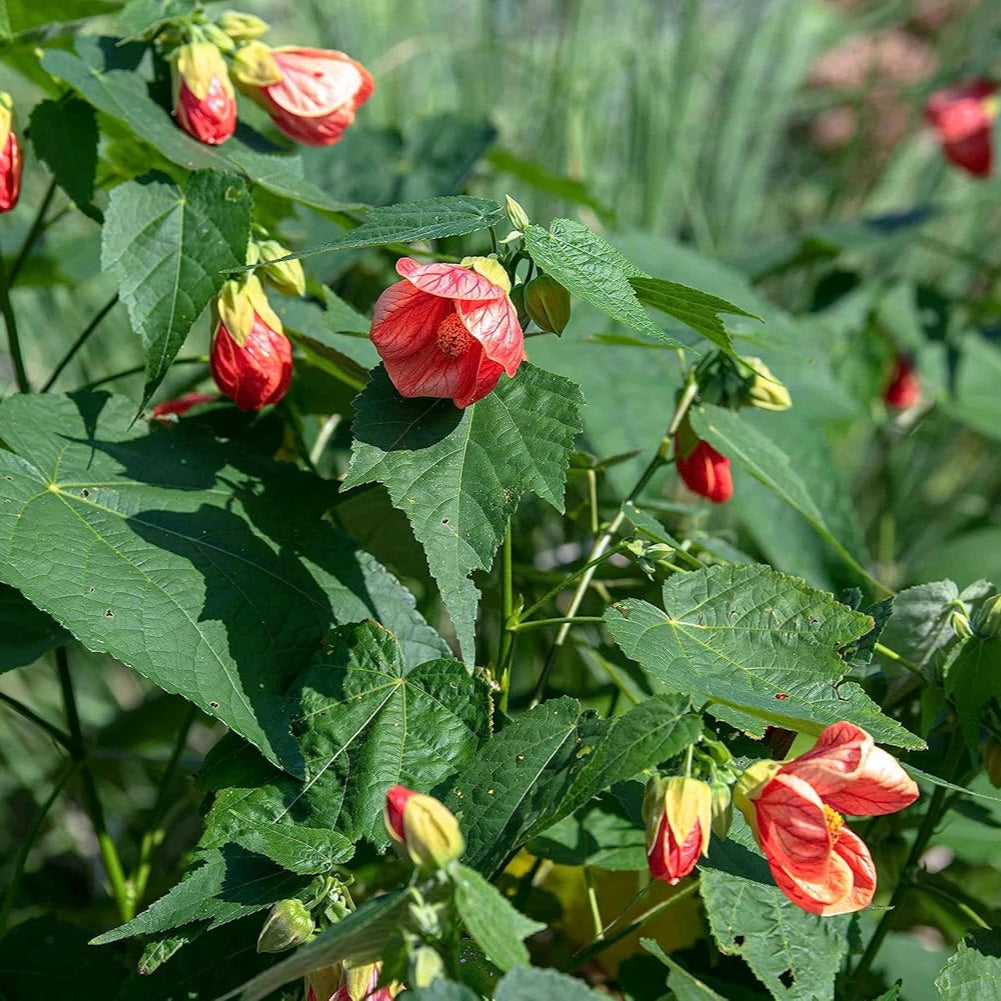 Red Abutilon Striatum Flower seeds for Planting - Cut Flower Favorite, Heirloom & GMO Free Seeds for Home Garden
 
 Sale for planting in home garden