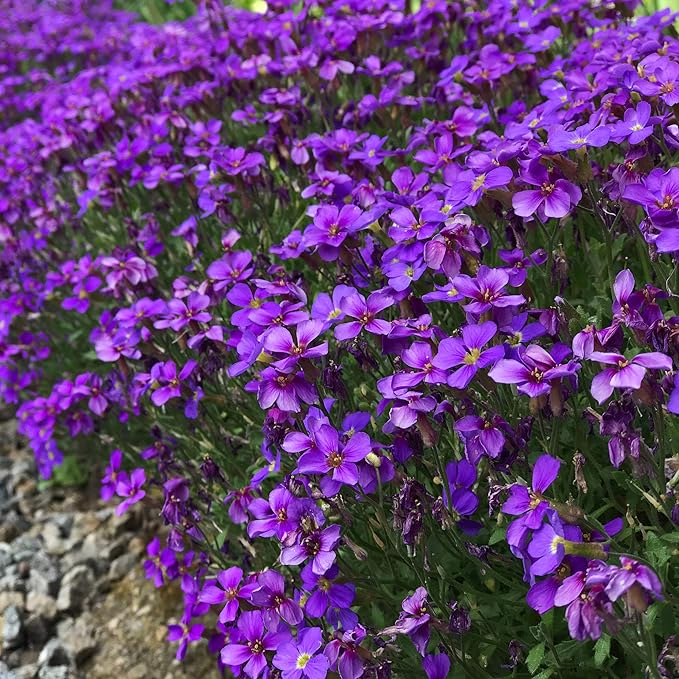 Aubrieta Seeds: Perfect For Rock Garden Planting Flower Seeds