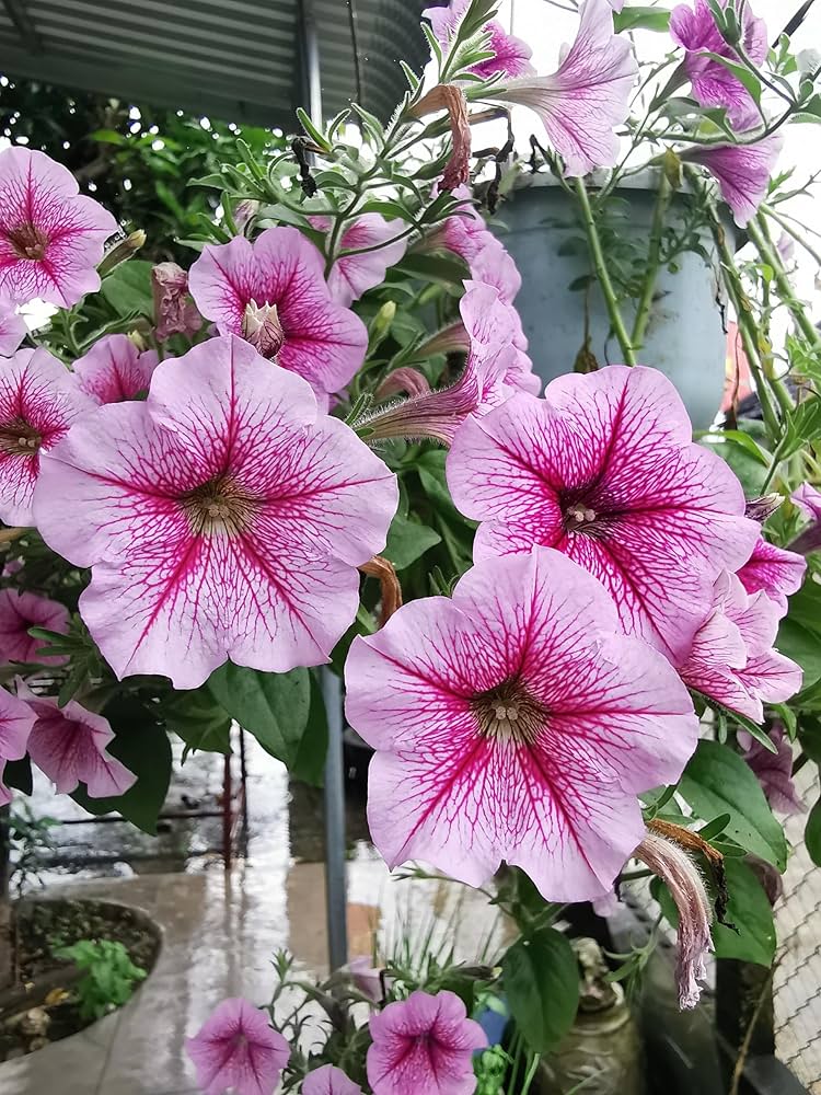 Pelleted Candypops Vein Mix Petunia Seeds