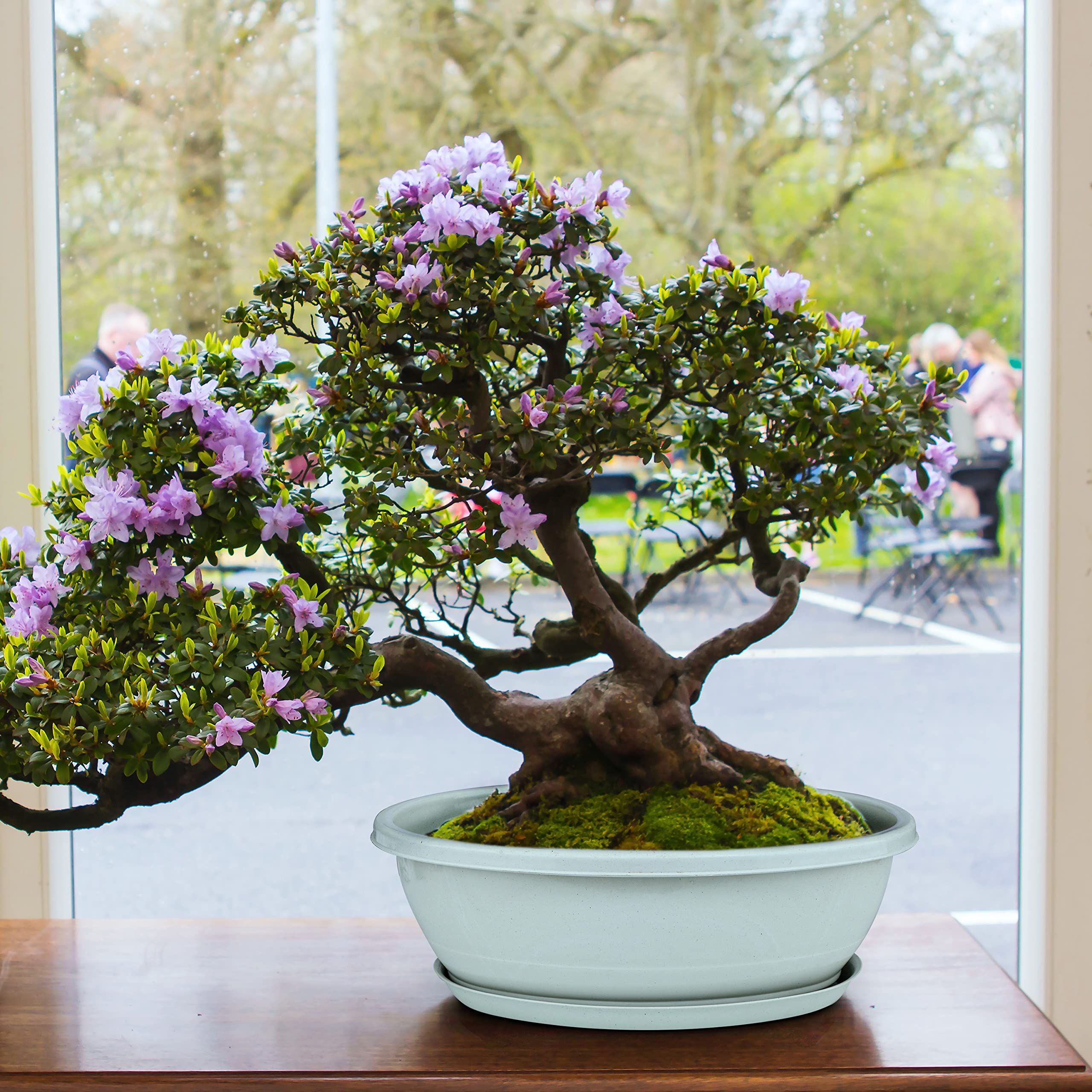 Creative Bonsai Pot & Seed for DIY Office Mini Garden