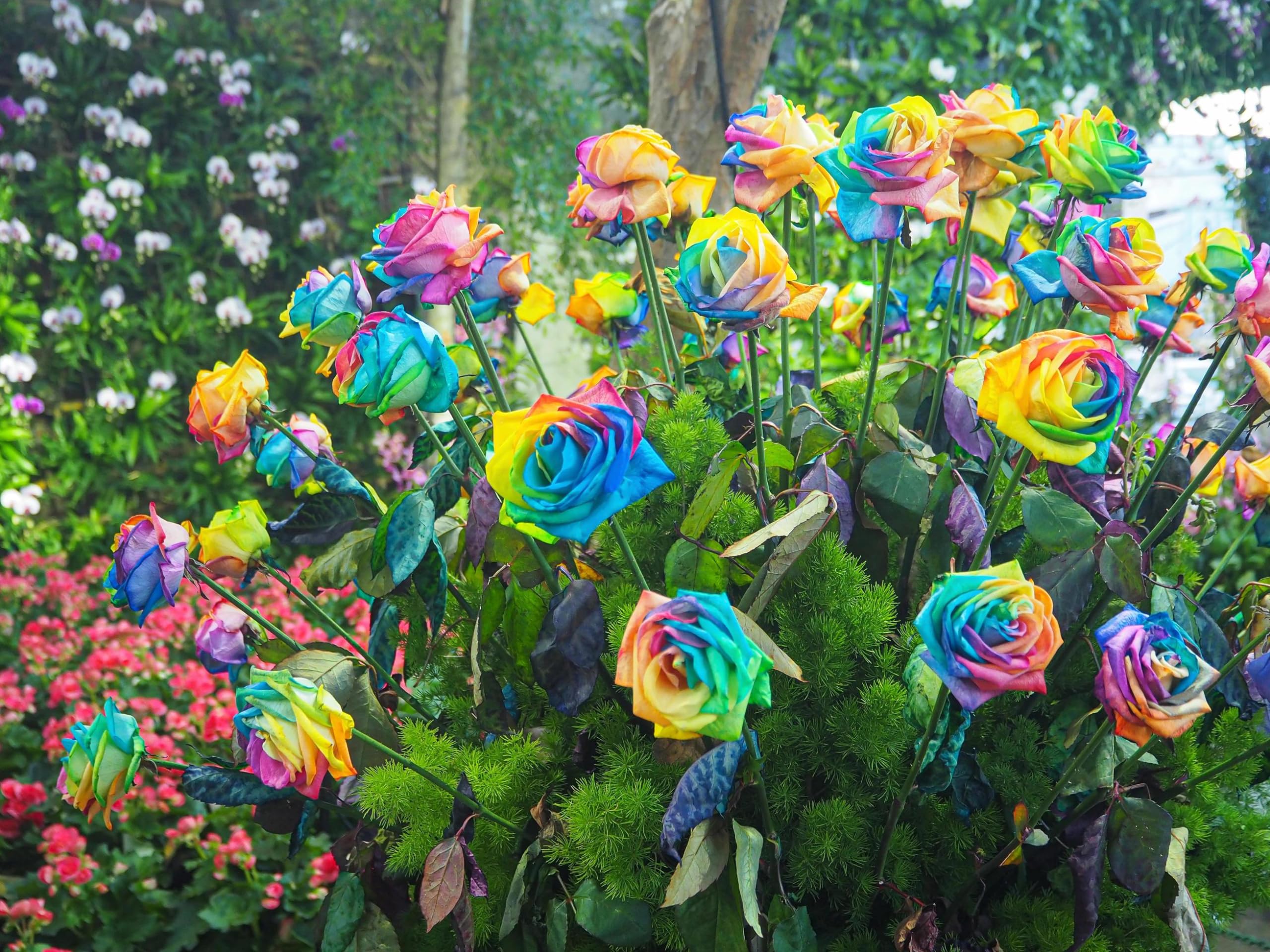 Rare Holland Rainbow Rose Multicolor Flower Seeds