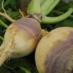 American Purple Top Rutabaga seeds for purple vegetables