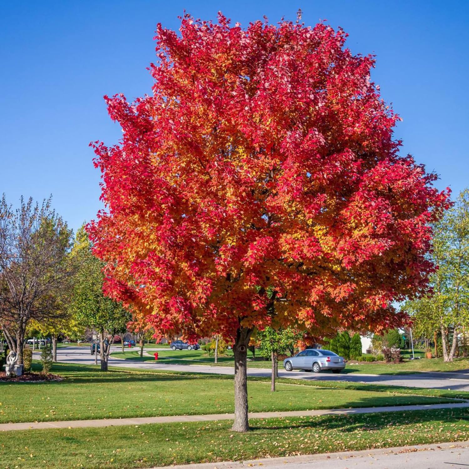 Japanese Maple Seeds Acer Palmatum ’Atropurpureum’ Low Maintenance Hardy Deciduous Specimen