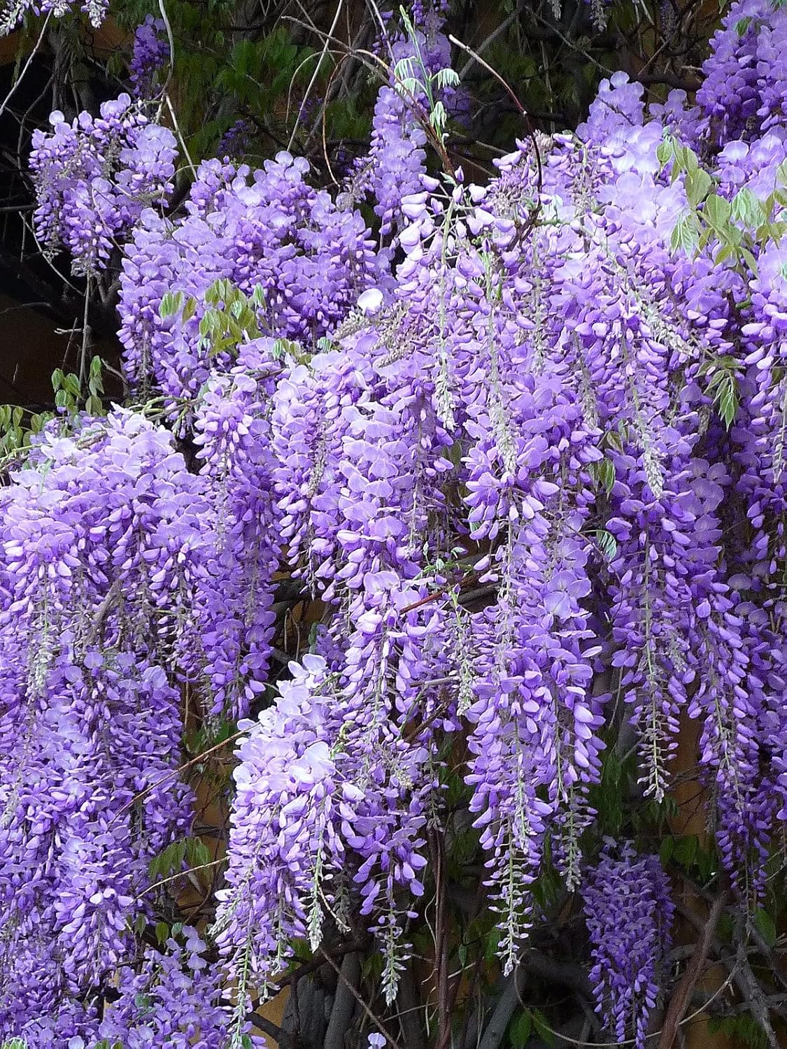 White And Blue Wisteria Flower Seeds For Planting