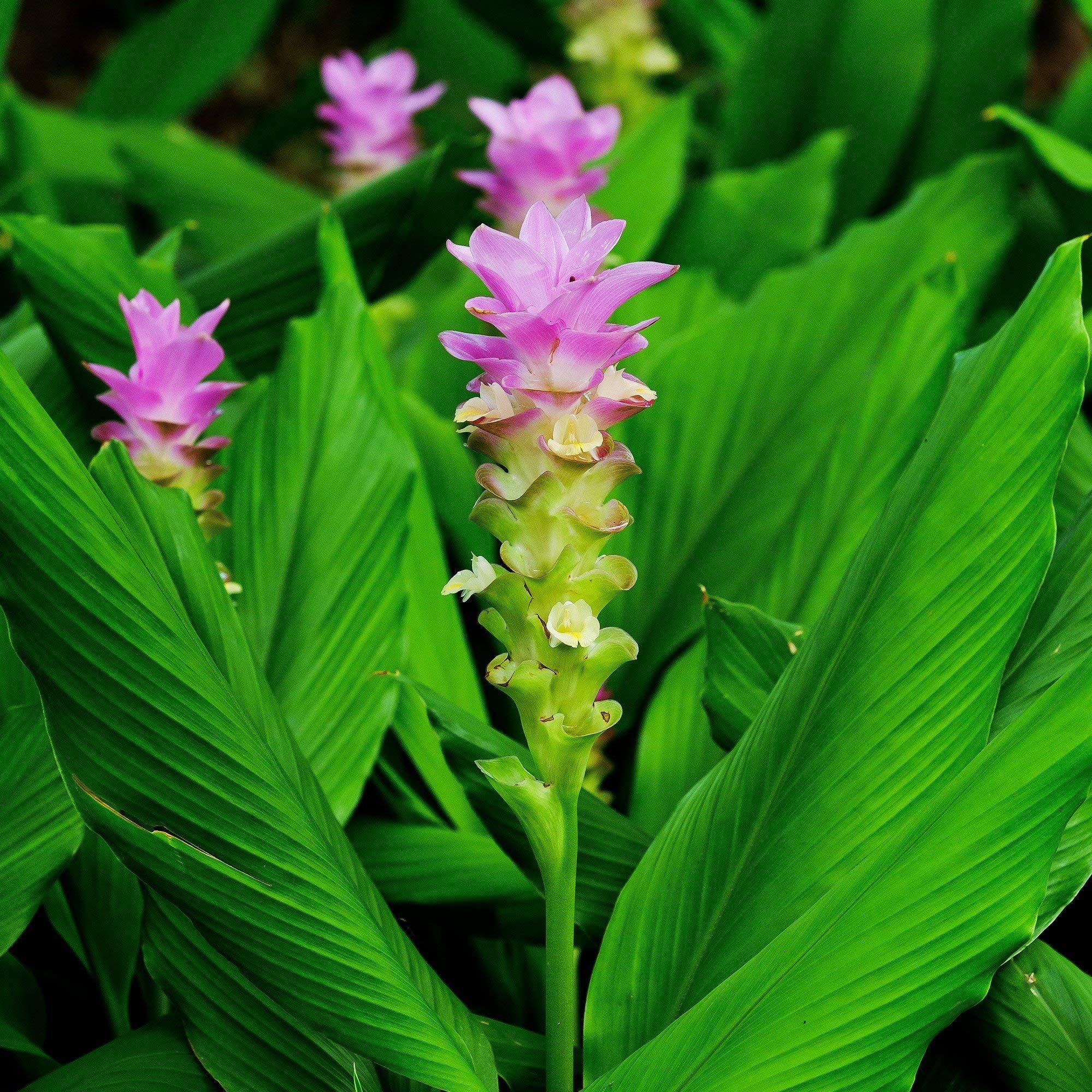 Rare Rhizoma Curcuma Flower Seeds