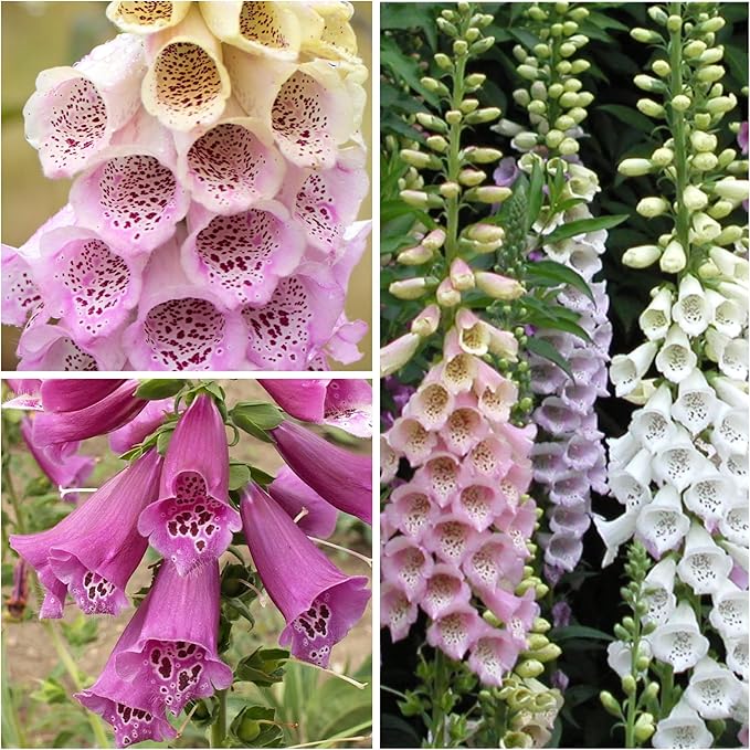 Foxglove Digitalis purpurea for planting in flower bed