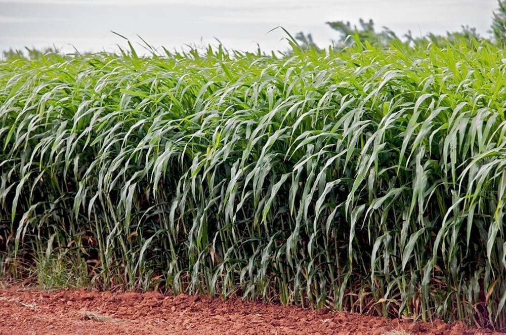 Sorghum soundgrass plant seeds
