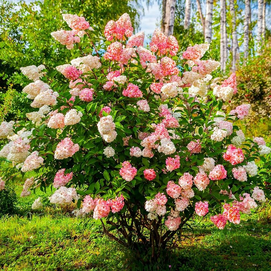 Hydrangea Vanilla Fraise Hydrangea macrophylla Seeds for planting in flower bed