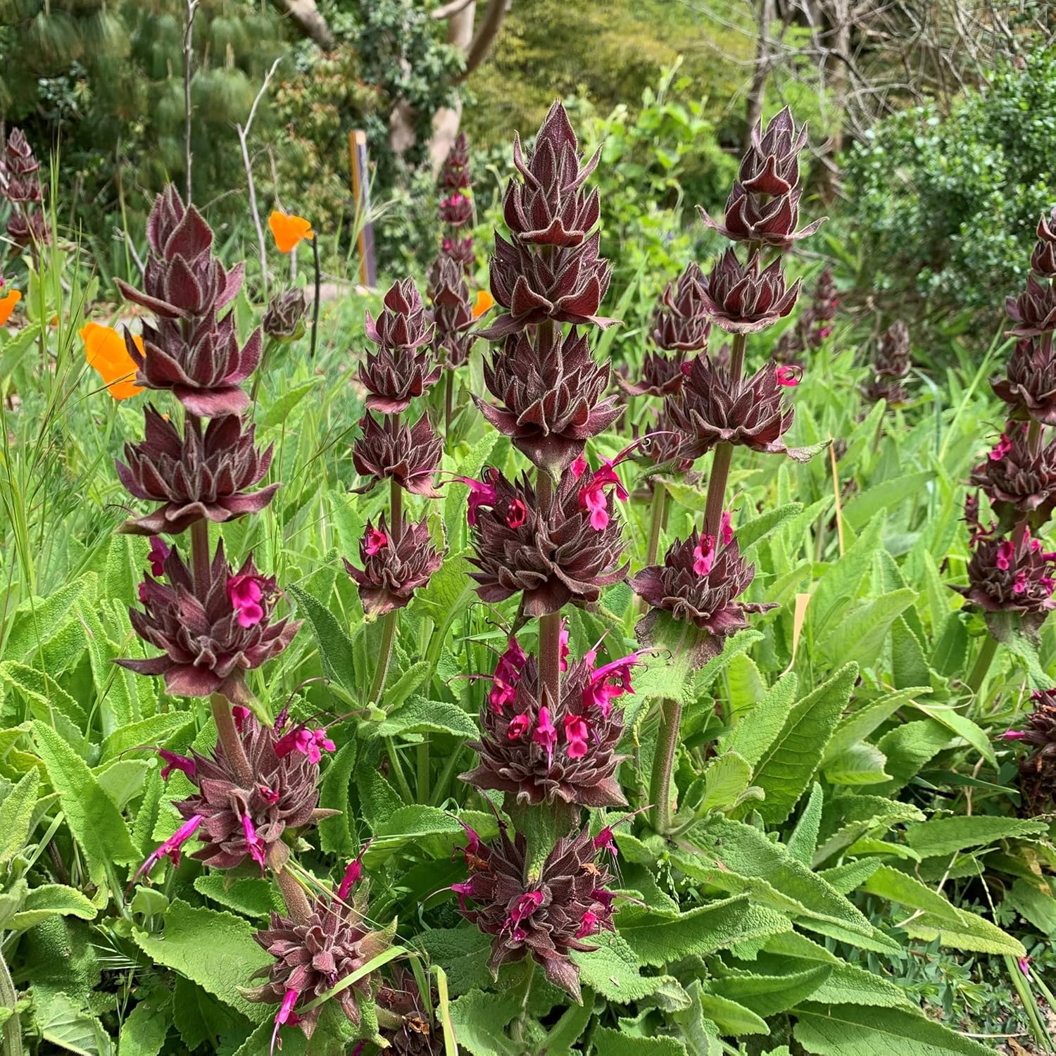 Salvia Spathacea Seeds Hummingbird Sage Perennial Low Maintenance Fragrant Deer & Drought Resistant