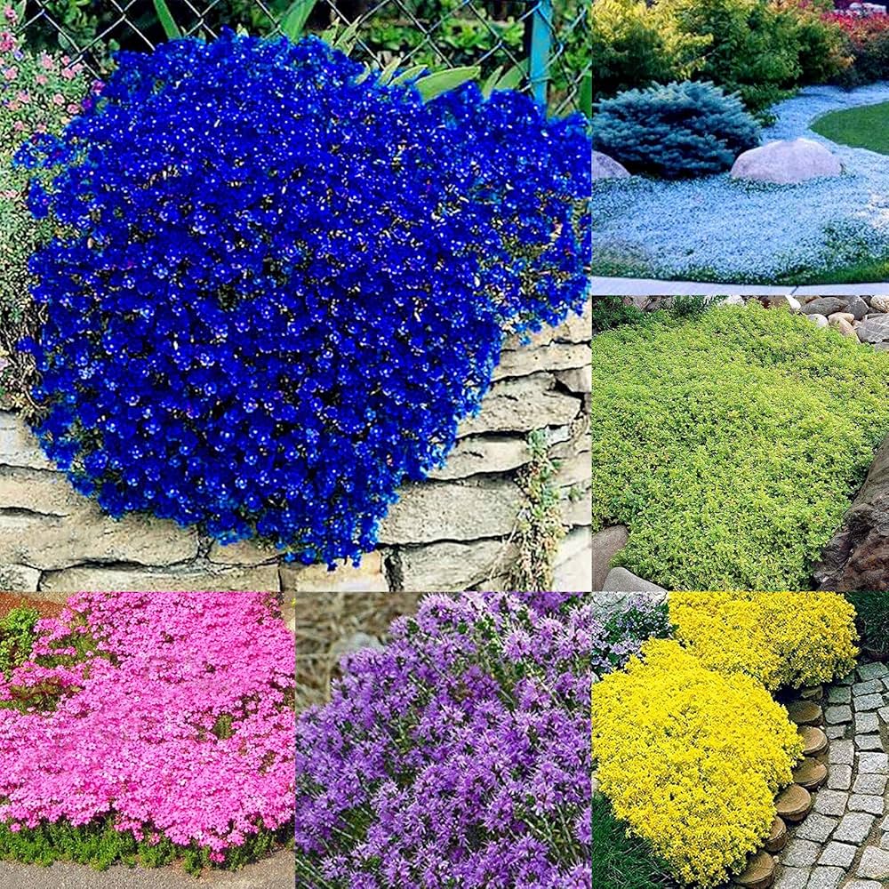 Rock Cress Flower Seeds Multi Colour Planting