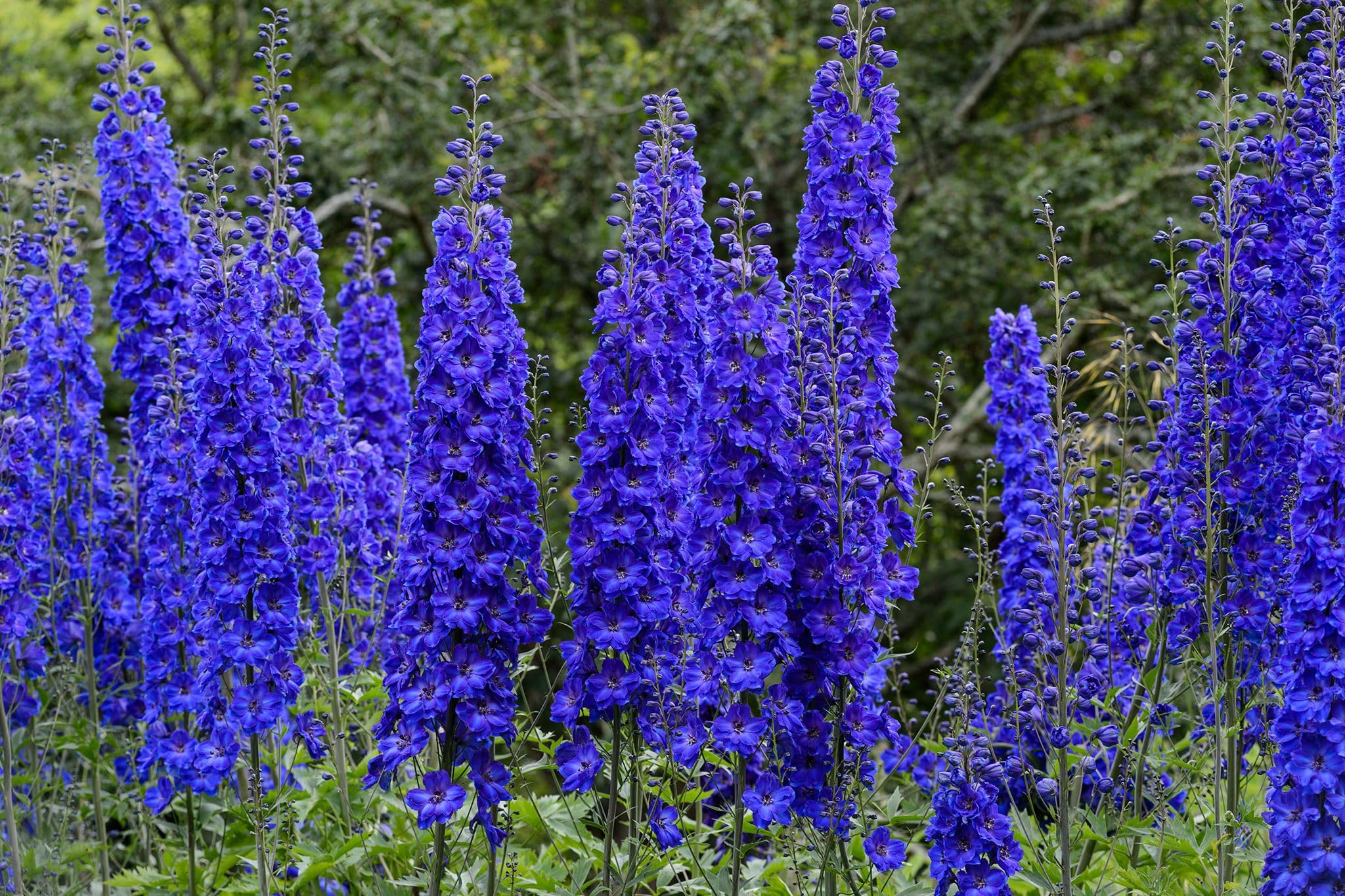 Delphinium Delphinium spp. Seeds for planting in flower bed