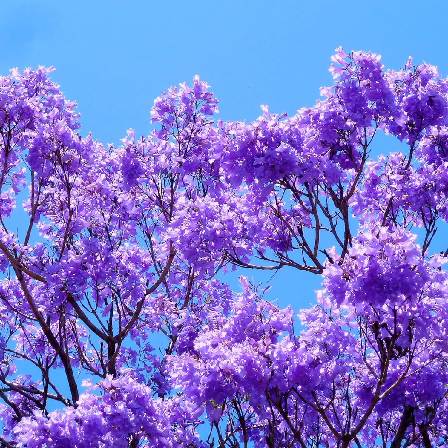 Blue Jacaranda Seeds Mimosifolia Stunning Ornamental Tree Vibrant Flowers Drought Tolerant