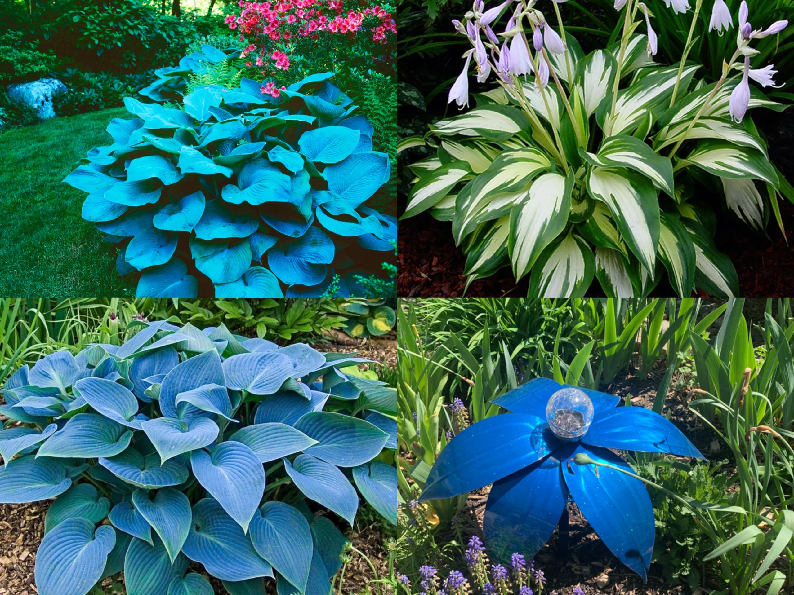 Hosta Flowering Plant Seeds for shade garden beauty