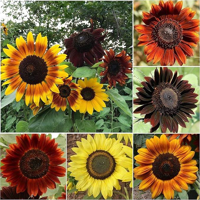 Bonsai Fortune Sunflower Seeds for Red Sun Garden Blooms