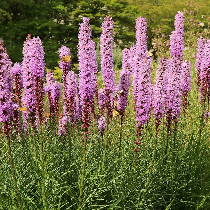 Blazing Star Liatris spicata seeds for planting in flower beds