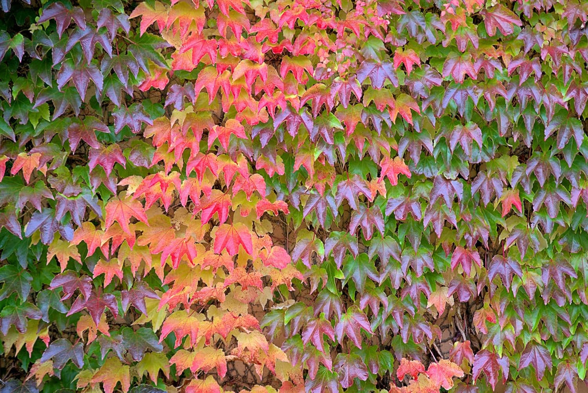 Multi-Colored Boston Ivy Flower seeds for Planting - Hardy Variety, Heirloom & GMO Free Seeds for Home Garden
 
 Sale seeds for home garden