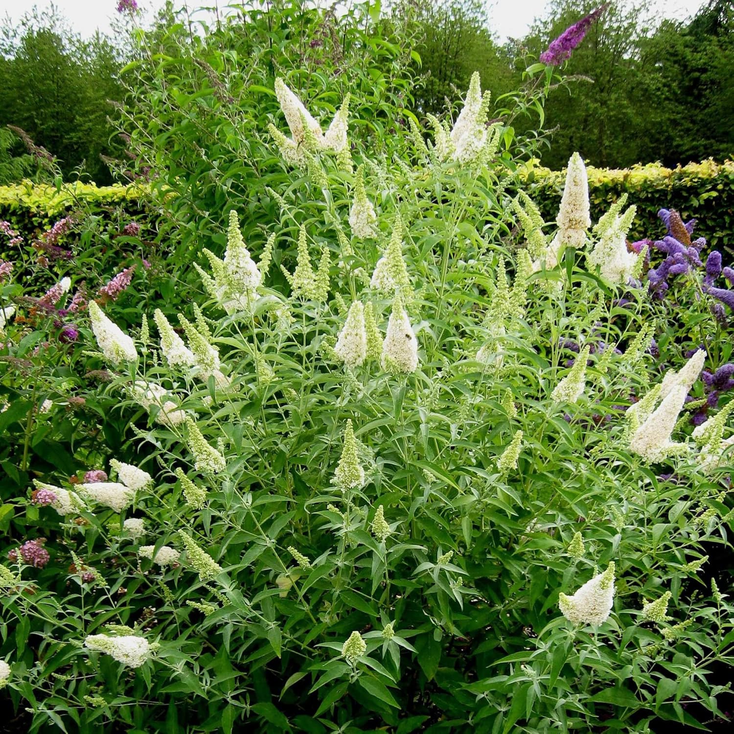 White Butterfly Bush Seeds Buddleia Davidii Perennial Deciduous Shrub Attracts Butterflies Low