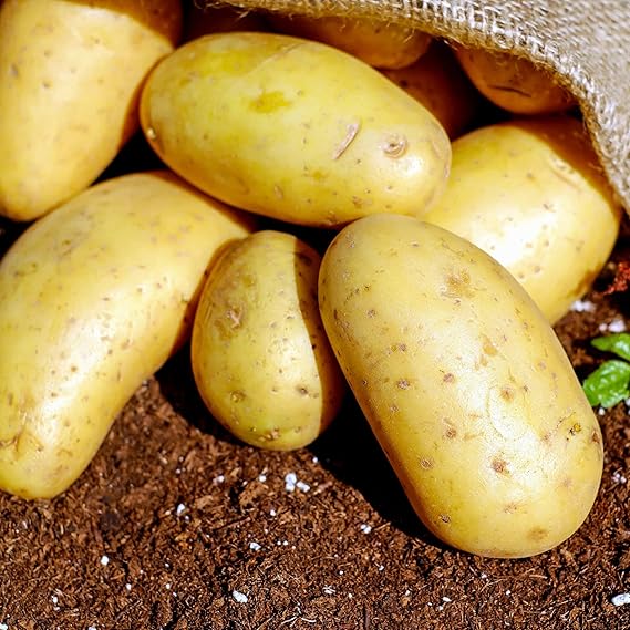 Potato Solanum tuberosum for planting in vegetable patch