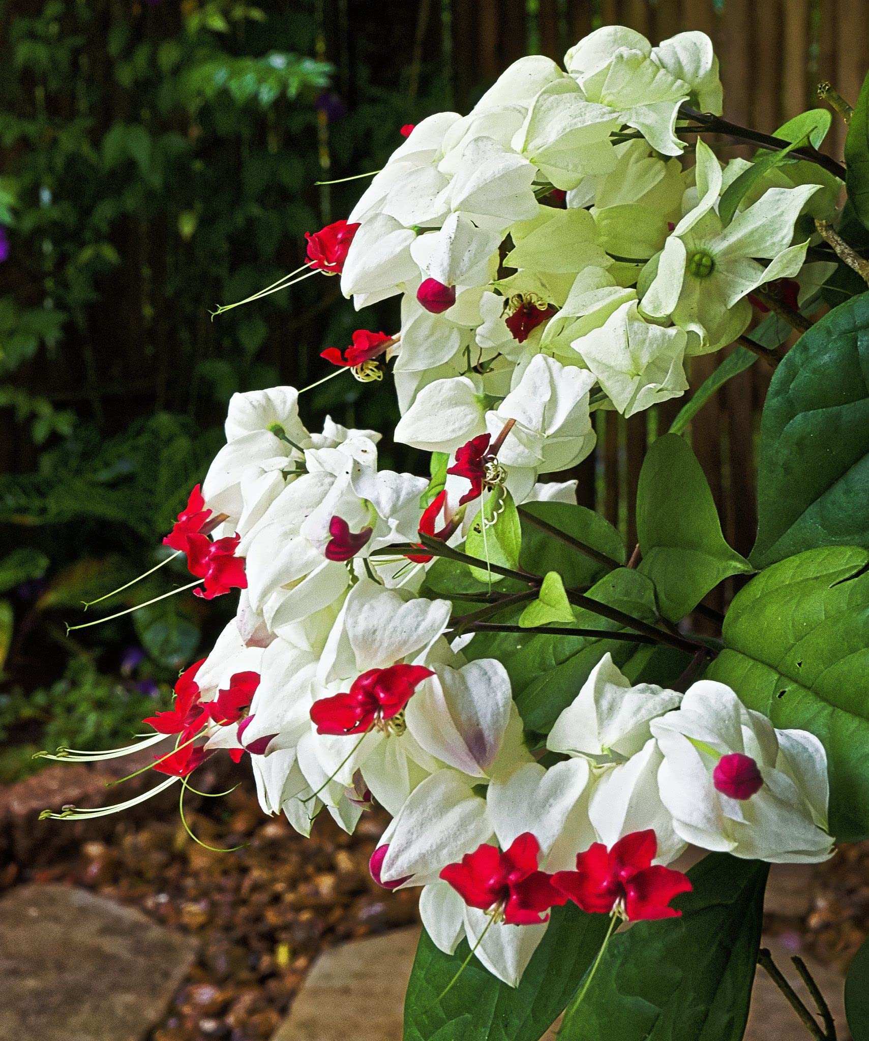 Weiß-rote Clerodendrum Thomsonii-Blumen pflanzen – Samen für auffällige Blüten und üppiges Wachstum in Ihrem Garten
