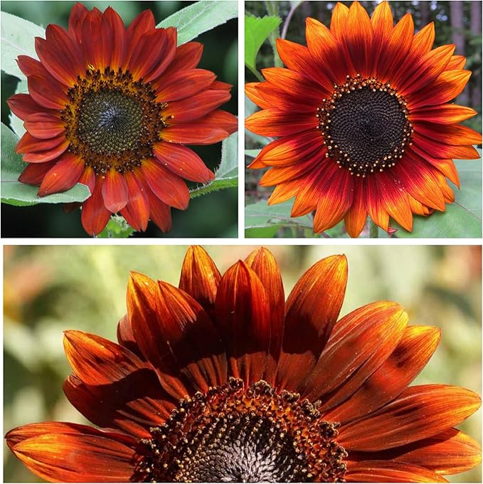 Sunflower Velvet Queen seeds for golden blooms
