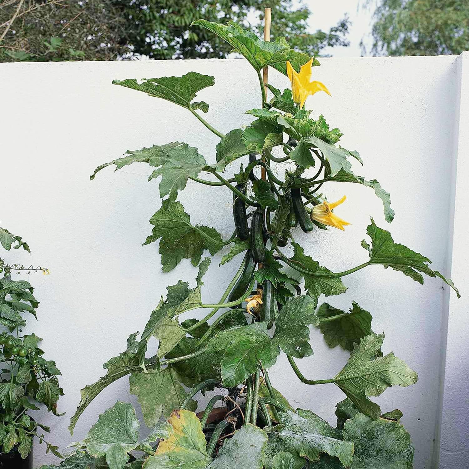 Climbing Zucchini Seeds Courgette Long Cylindrical Fruit Used In Soups Stews And Pasta Dishes