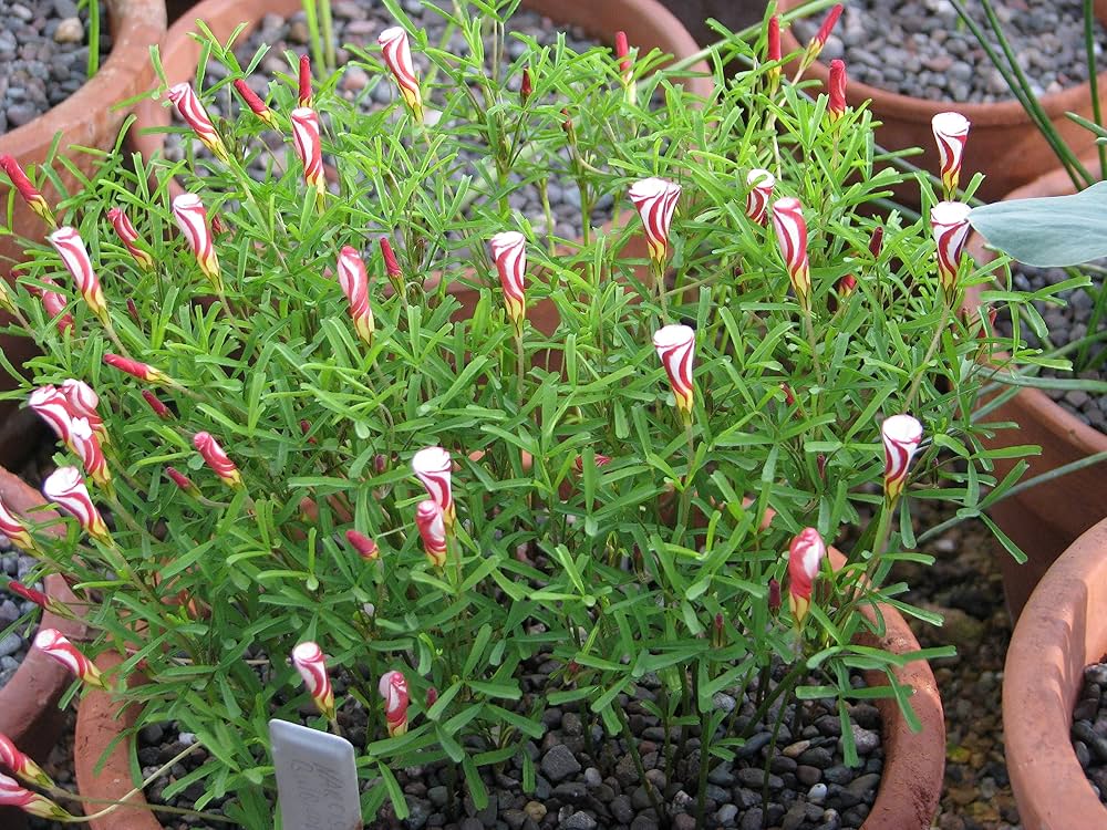 Oxalis Versicolor Oxalis versicolor for planting in flower bed