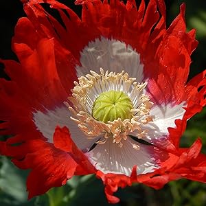 Danish Flag Poppy seeds for red and white flowers