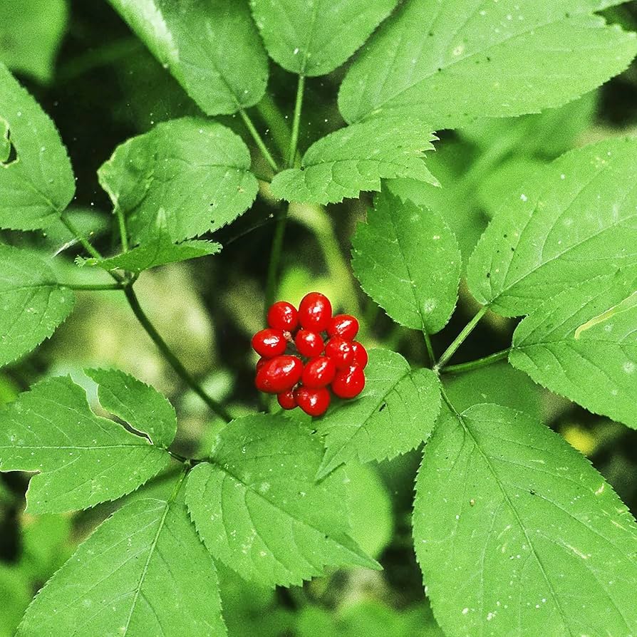 American Ginseng Plants