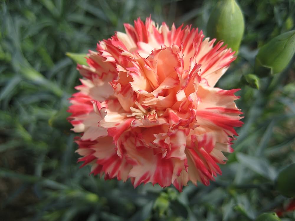 Garofano Orange Dianthus Caryophyllus for planting in flower bed