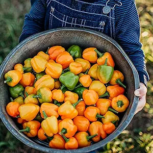 Orange Sweet Pepper seeds for sweet, tangy peppers