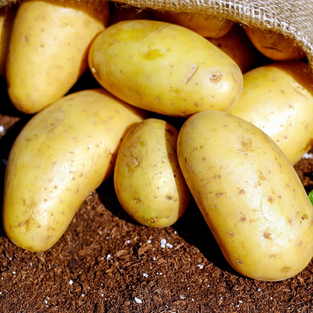 Yukon Potato Solanum tuberosum for planting in vegetable patch
