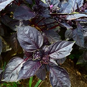 Dark Opal Basil seeds for purple basil