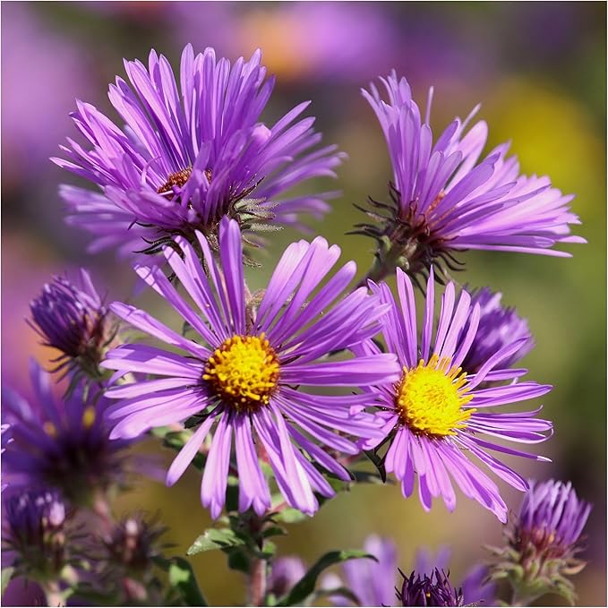 England Aster Callistephus chinensis for planting in flower bed