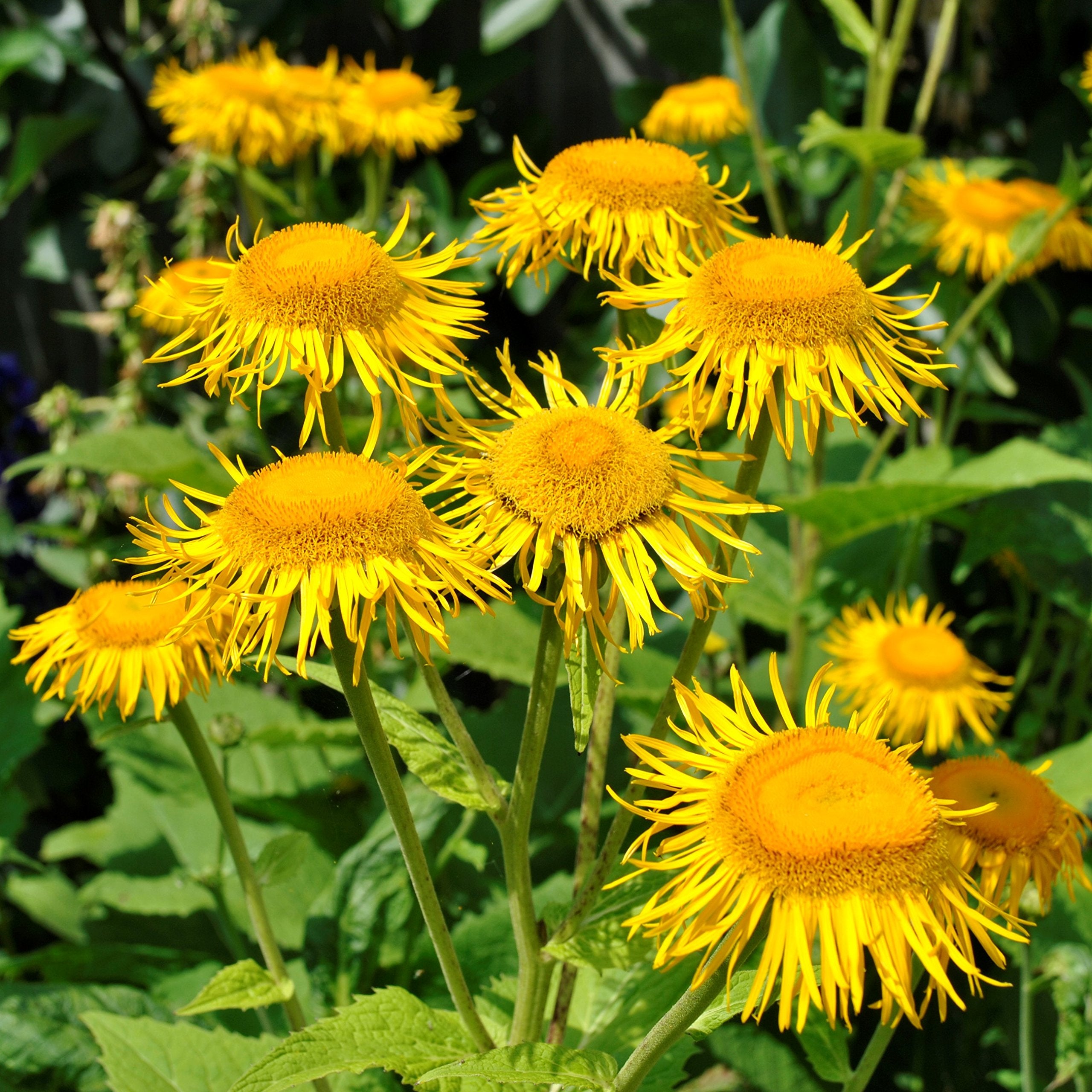 Elecampane Inula helenium for planting in herbal garden