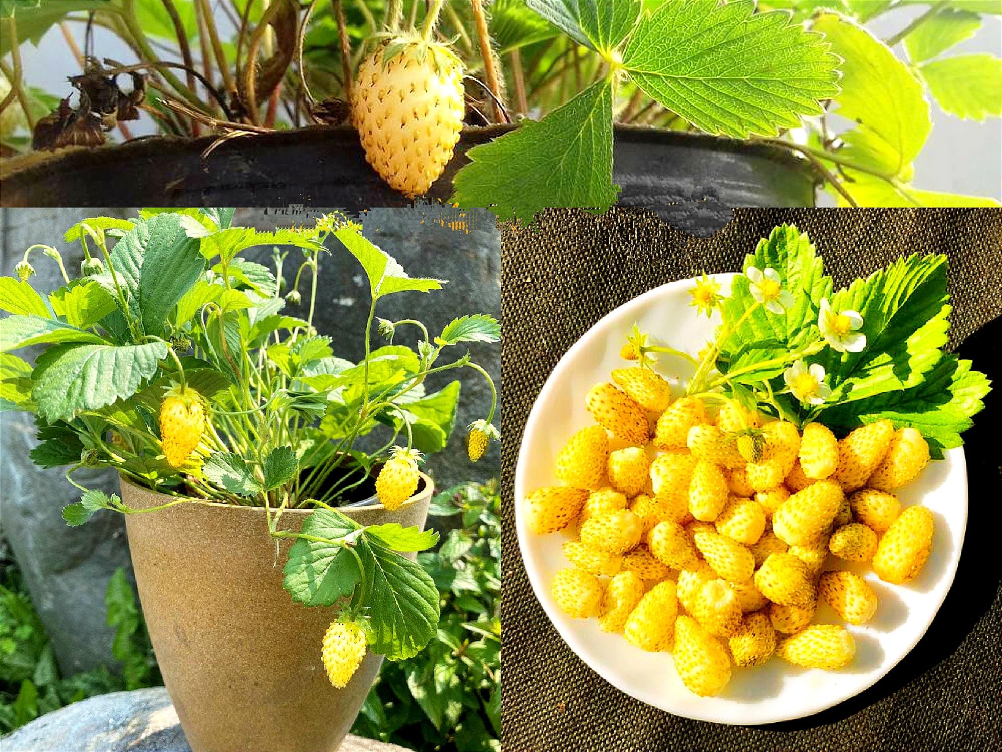 Yellow Strawberries Fruit Seeds Planting For Delicious Homegrown Treats - Seed Flavorful