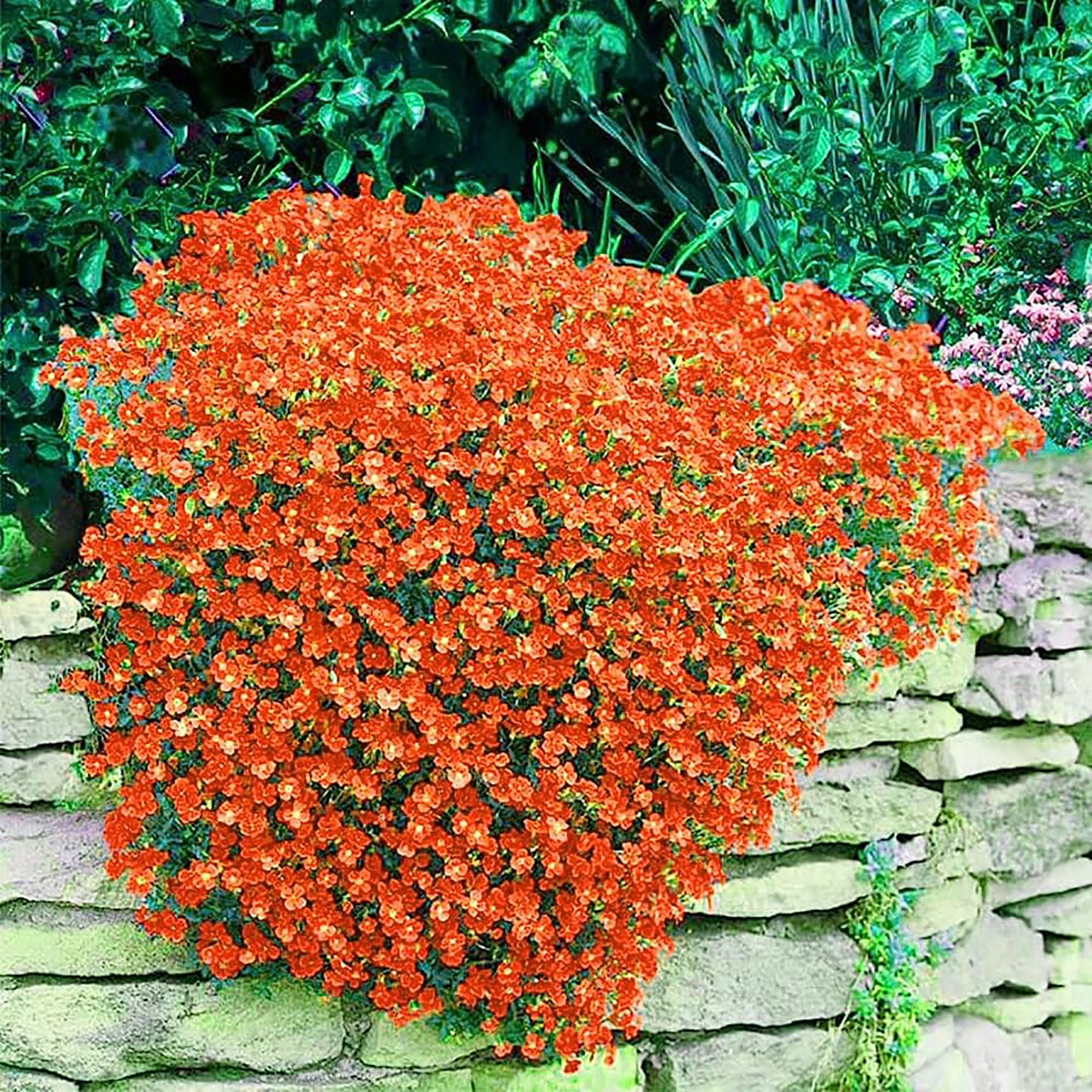 Non-Gmo Orange Creeping Thyme Seeds - 100Pcs Easy Planting Herb Plant Seed