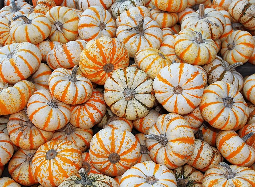 Lil' Pump Ke Mo Pumpkin for planting in vegetable patch