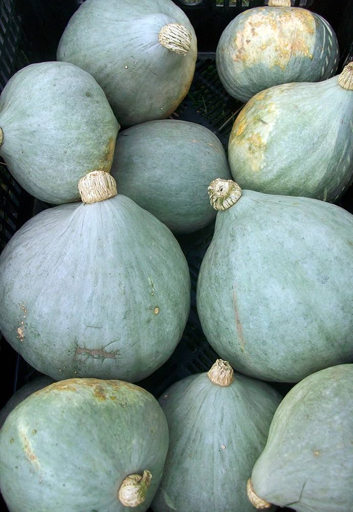 Blue Hubbard Squash for planting in vegetable patch