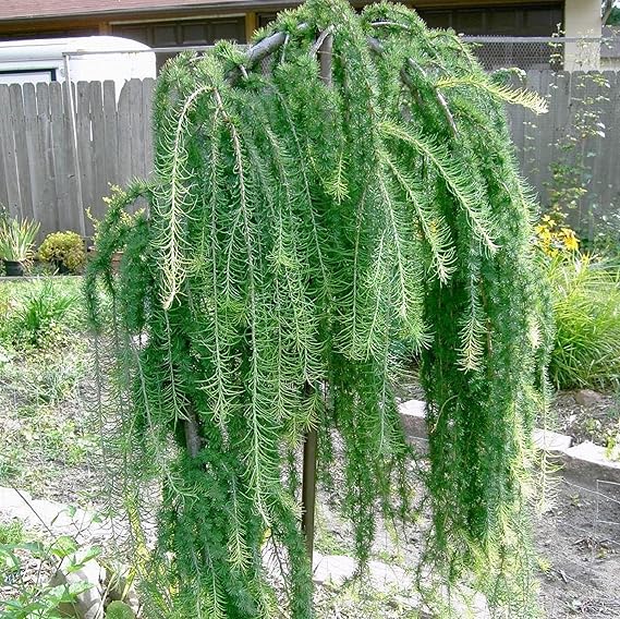 Weeping Larch Tree Seeds For Planting: Embrace The Elegance Of Unique Deciduous Trees In Your Garden