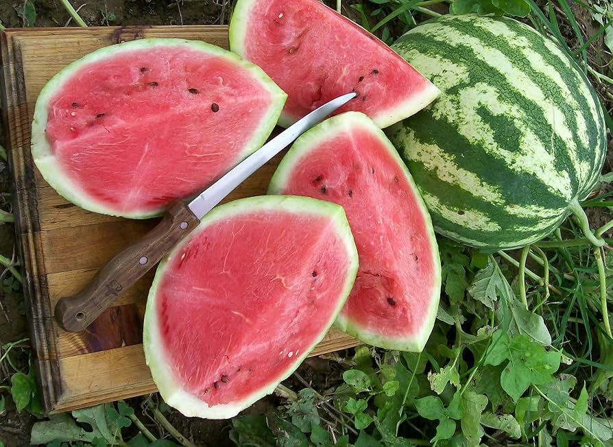 Mountain Hoosier Watermelon Citrullus lanatus for planting in vegetable garden