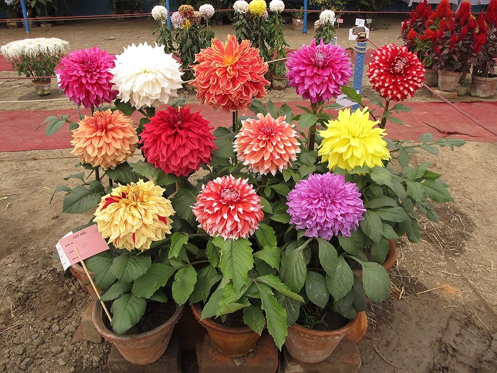 Dahlia decorative flower seeds