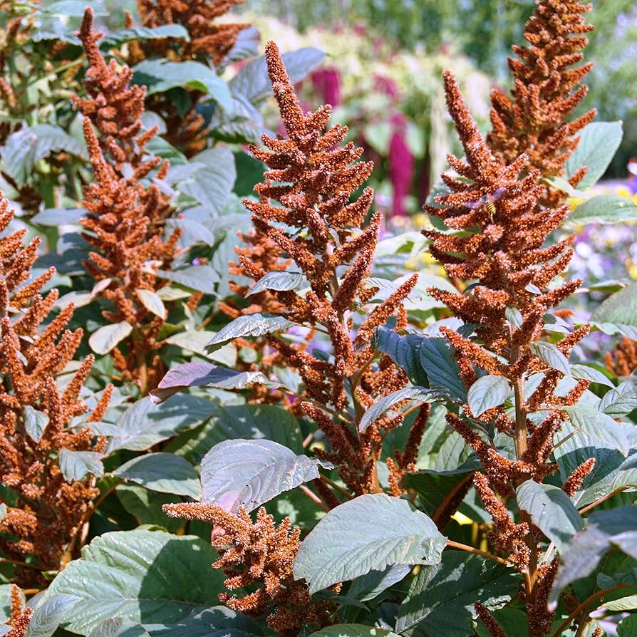 Amaranthus cruentus Hot Biscuit for planting in vegetable patch