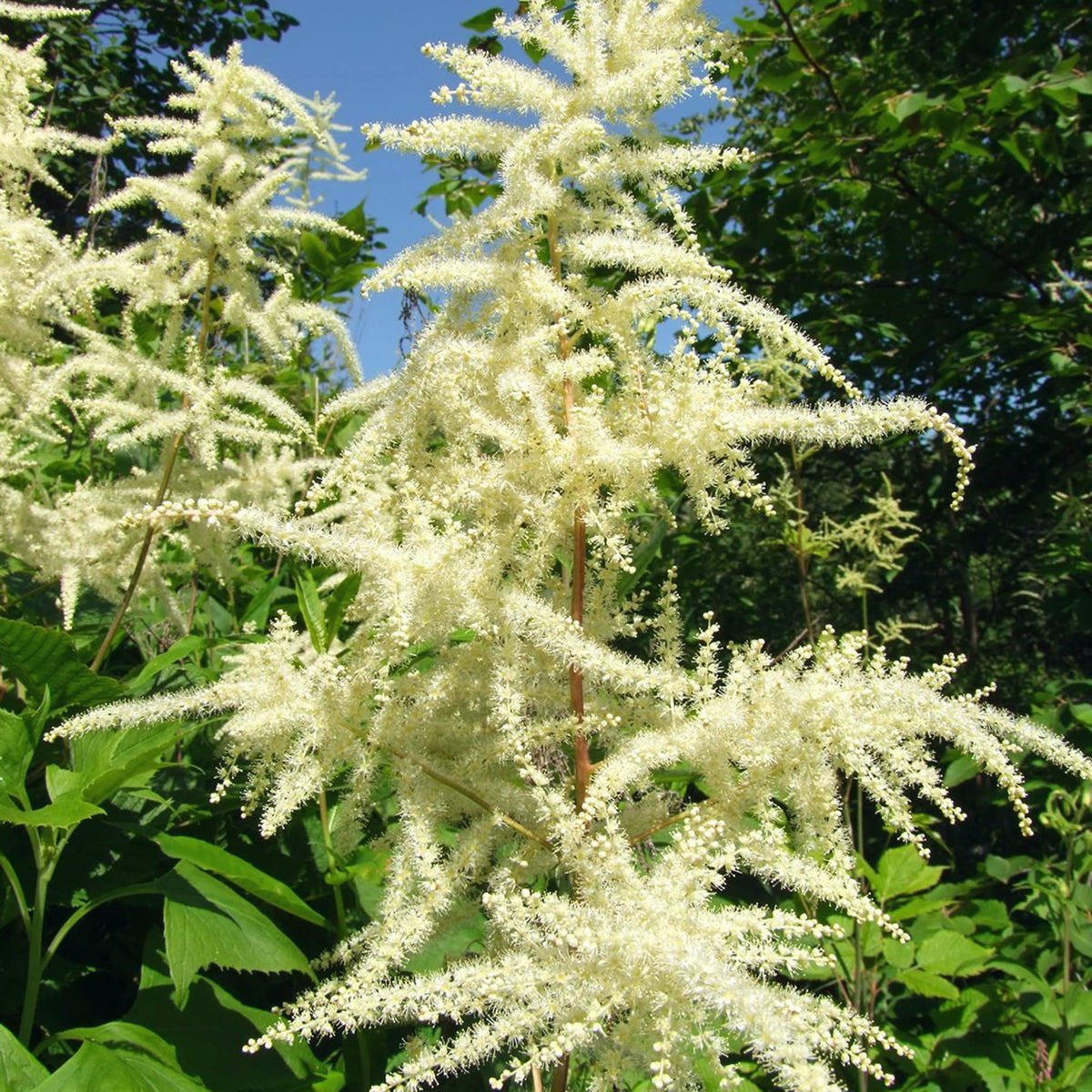 Aruncus (Aruncus Flower) seeds for planting in home garden